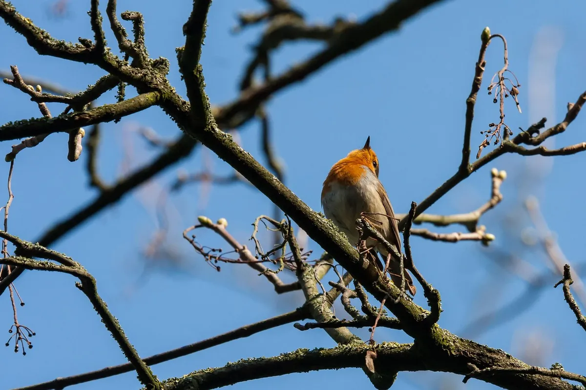 bird, european robin, ornithology, species, fauna, avian, animal, tree, wildlife, nature