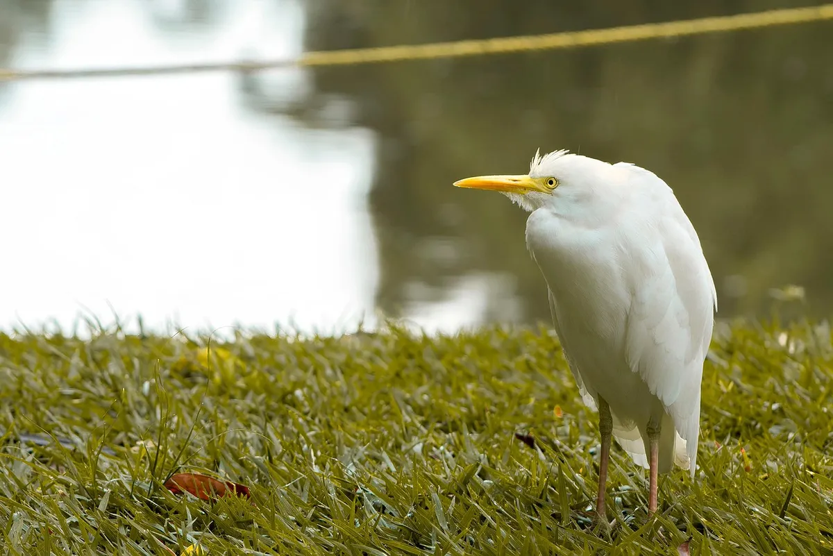 bird, pens, nature, ecological, environmental education, sustainability